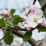 Jabloň domáca (Malus domestica) ´BOSKOOPSKE´ - zimná, výška 140-160 cm, voľnokorenná